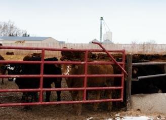 Microbeef Technology has revolutionized feedlot operations at Kasko Cattle Co.